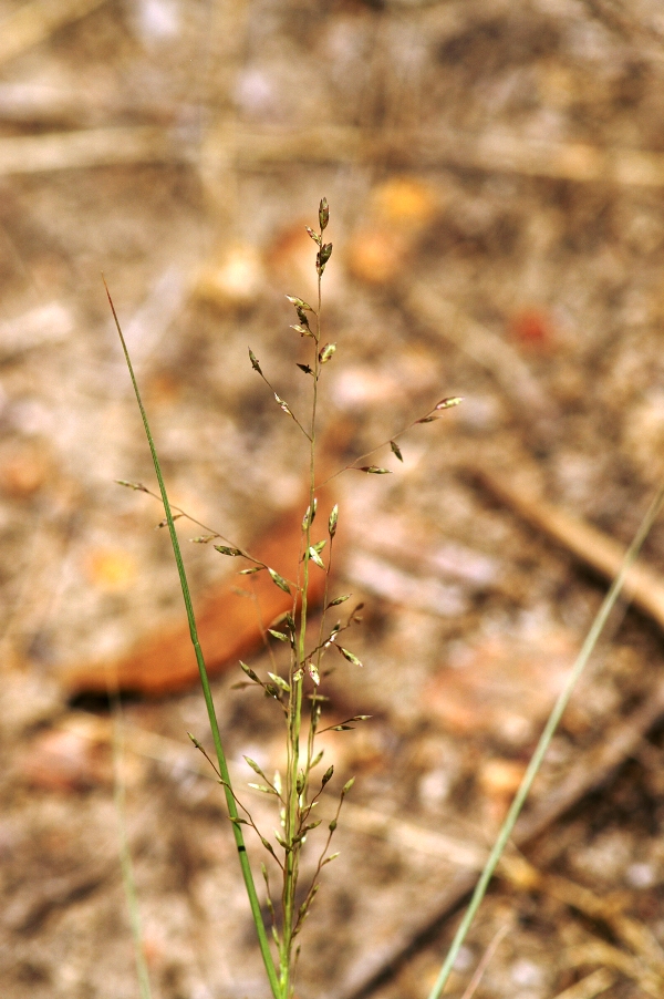Eragrostis brownii